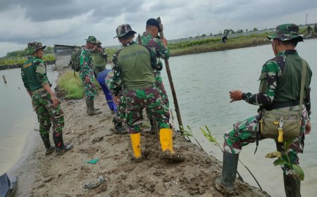 Atasi Abrasi, Kodim 0712 Tegal Seribu Dua Ratus Pohon Mangrove di Pantai Kedungkelor