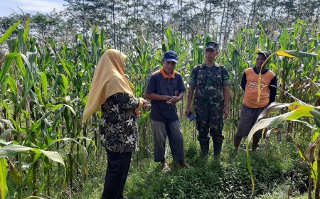 Pengamatan dan Pembersihan Daun Jagung untuk Mencegah Serangan Jamur
