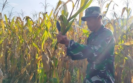 Babinsa Koramil Kedung Banteng Kodim Tegal Pantau Tanaman Jagung