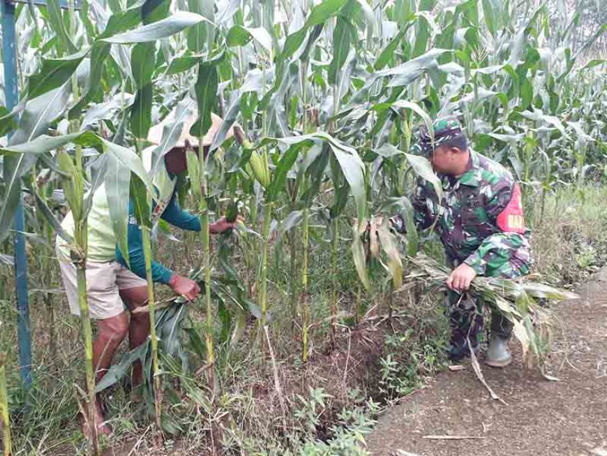 Pengurangan Daun Bawah Tongkol untuk Tanaman Jagung di Banjarnegara