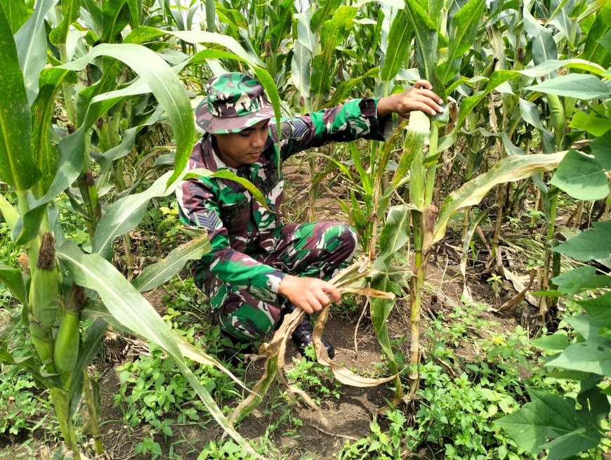 Usia Tanam 77 Hari Tokol Jagung Sudah Mulai Terisi