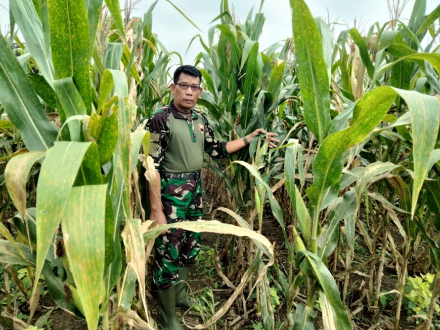 Pasiter Kodim 0712/Tegal ,Cek Lahan Ketahanan Pangan