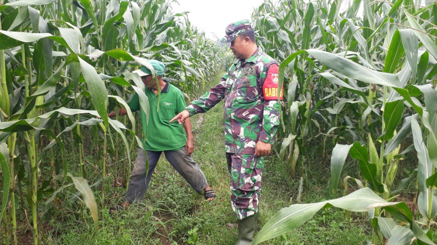 Memasuki 88 Hari Usia  Jagung  Di Lahan Demplot Kodim 0704 Banjarnegara