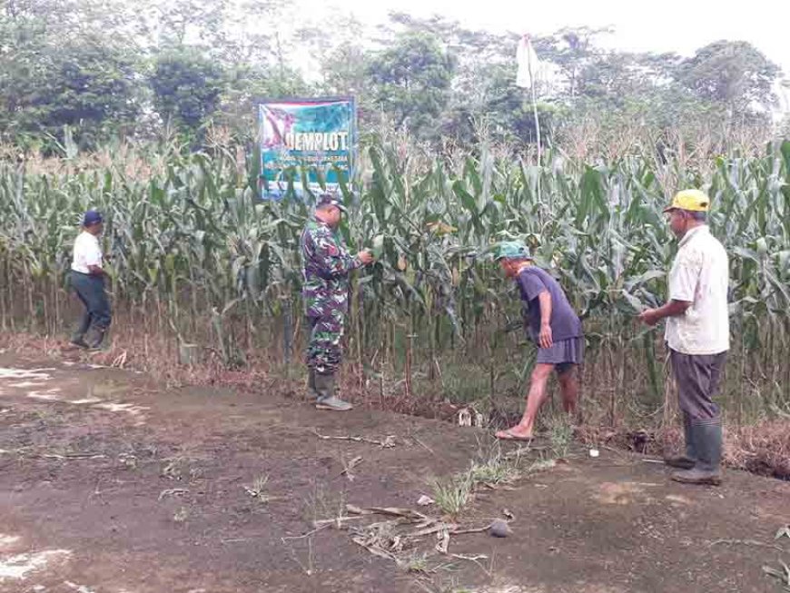 Babinsa Kodim 0704 Banjarnegara Pantau Tanaman Jagung Kelompok Tani Tiga Serangkai