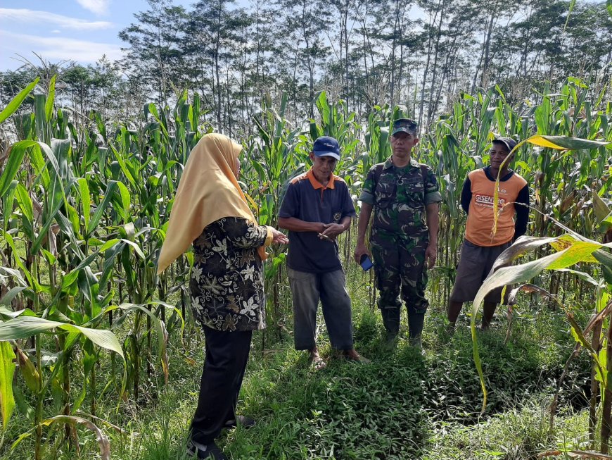 Pengamatan dan Pembersihan Daun Jagung untuk Mencegah Serangan Jamur