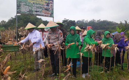 Masuk Usia 105 Hari, Kodim 0712 Tegal Panen Raya Jagung