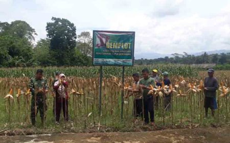 Pengembangan Tanaman Jagung Untuk Ketahanan Pangan