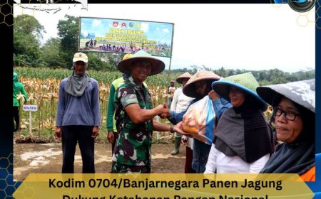 Kodim 0704 Banjarnegara Panen Jagung Dukung Ketahanan Pangan Nasional