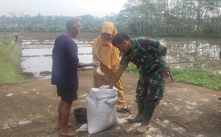 Penebaran Benih Padi Inpago di lahan demplot Kodim 0704 Banjarnegara
