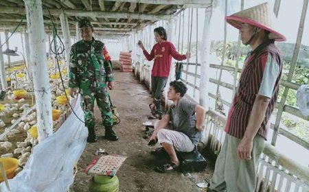 Babinsa Komsos Dengan Pengusaha Peternak Ayam Pedaging