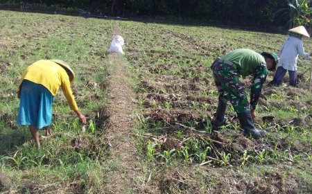 Batiwanwil Kodim 0712 Tegal Lakukan Pendampingan Pemupukan Tanaman Jagung Di Lahan Ketahanan Pangan