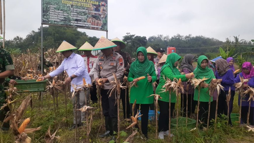 Masuk Usia 105 Hari, Kodim 0712 Tegal Panen Raya Jagung