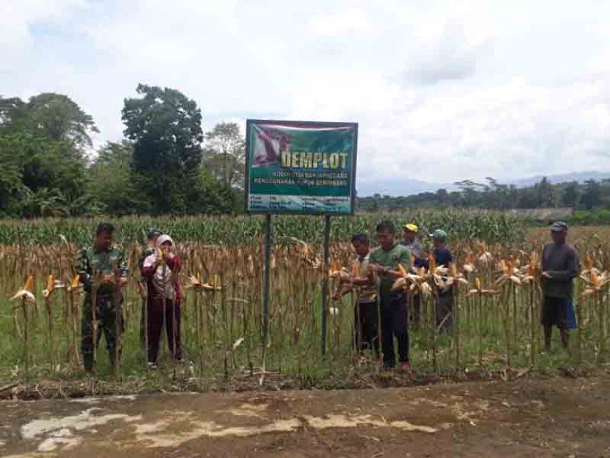 Pengembangan Tanaman Jagung Untuk Ketahanan Pangan