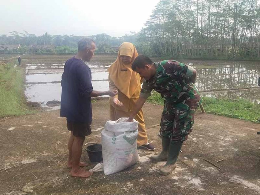 Penebaran Benih Padi Inpago di lahan demplot Kodim 0704 Banjarnegara