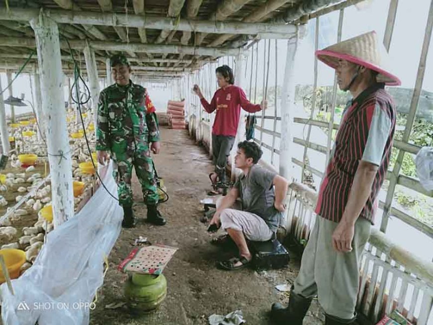 Babinsa Komsos Dengan Pengusaha Peternak Ayam Pedaging