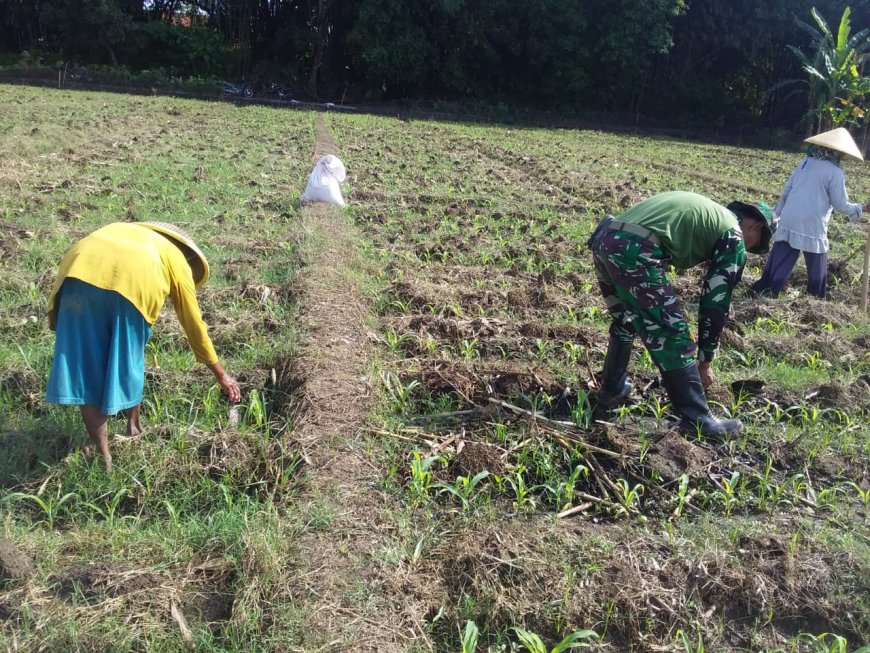 Batiwanwil Kodim 0712 Tegal Lakukan Pendampingan Pemupukan Tanaman Jagung Di Lahan Ketahanan Pangan