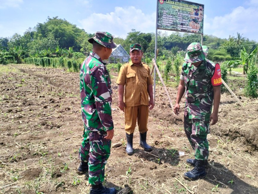 Anggota Staf Teritorial Kodim 0712 Tegal Pantau Pertumbuhan Tanaman Jagung
