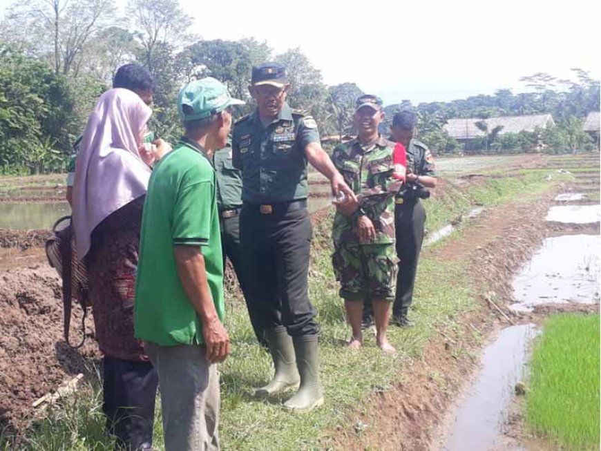 Pantau Pertumbuhan Benih Padi di Tanah Demplot Kodim 0704 Banjarnegara
