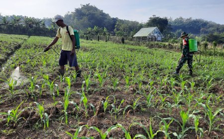 Lahan Jagung Ketahanan Pangan Kodim 0712/Tegal Tumbuh Subur