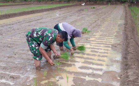 Penanaman Padi dengan Sistem Jajar Legowo di Demplot Kodim 0704 Banjarnegara