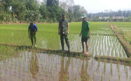 Pemantauan Tanaman Padi Protani Dan Protangguh Di Demplot Kodim