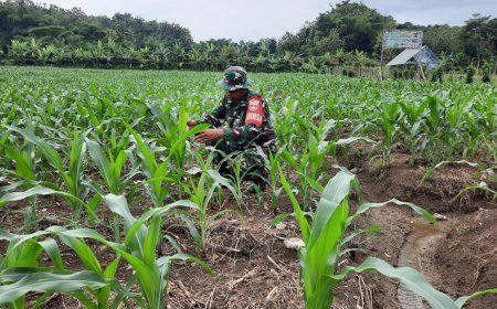 Umur 36 Hari, Tanaman Jagung Demlot Kodim Tegal Tumbuh Subur