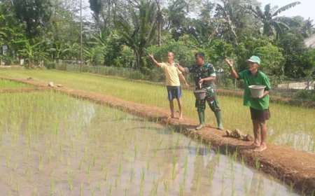 Babinsa Bersama Kelompok Tani Tiga Serangkai Lakukan Pemupukan Pertama di Demplot Kodim 0704 Banjarnegara
