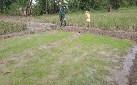 Batiwanwil Kodim Tegal Pantau Pembibitan Tanaman Padi