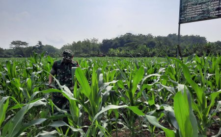 Anggota Kodim Tegal Pantau Tanaman Jagung Berumur 44 Hari