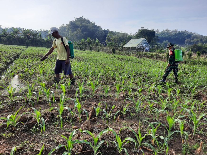 Lahan Jagung Ketahanan Pangan Kodim 0712/Tegal Tumbuh Subur