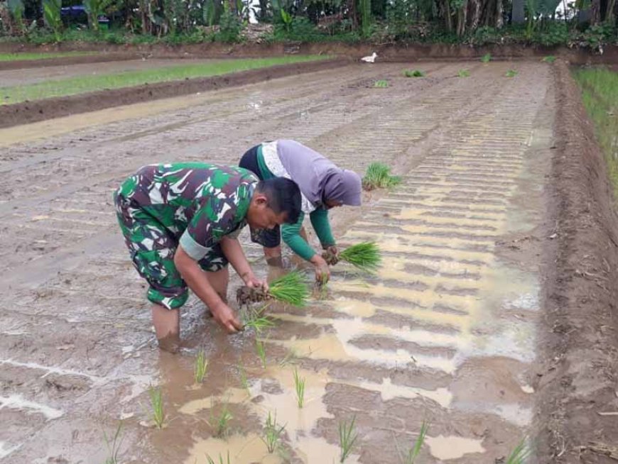 Penanaman Padi dengan Sistem Jajar Legowo di Demplot Kodim 0704 Banjarnegara
