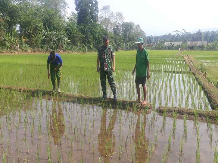 Pemantauan Tanaman Padi Protani Dan Protangguh Di Demplot Kodim