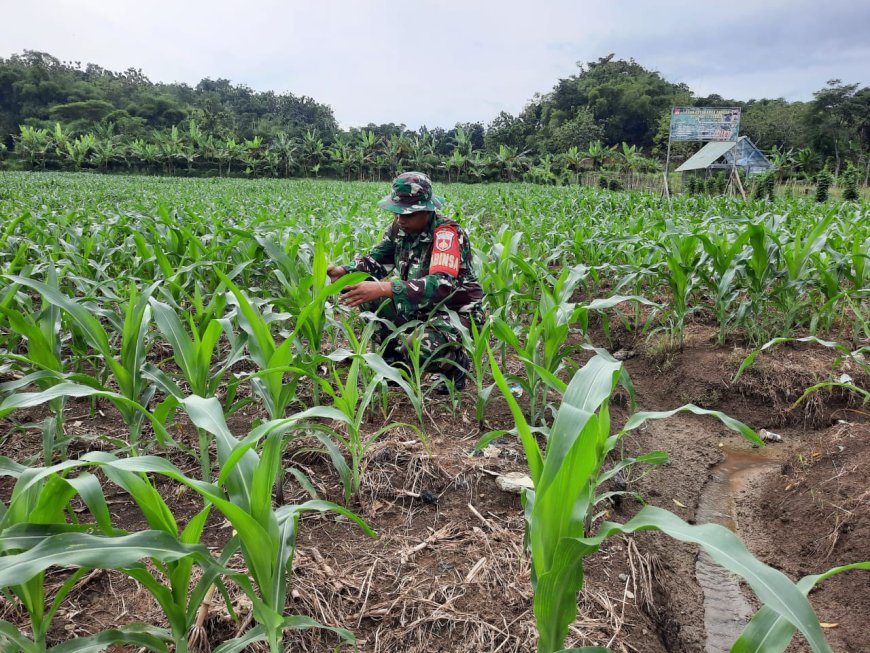Umur 36 Hari, Tanaman Jagung Demlot Kodim Tegal Tumbuh Subur