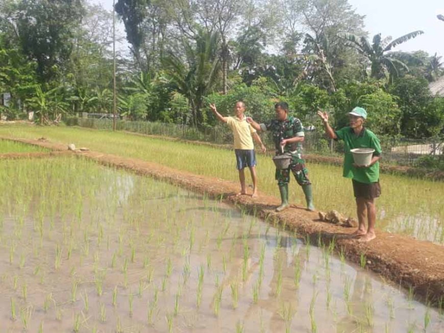 Babinsa Bersama Kelompok Tani Tiga Serangkai Lakukan Pemupukan Pertama di Demplot Kodim 0704 Banjarnegara