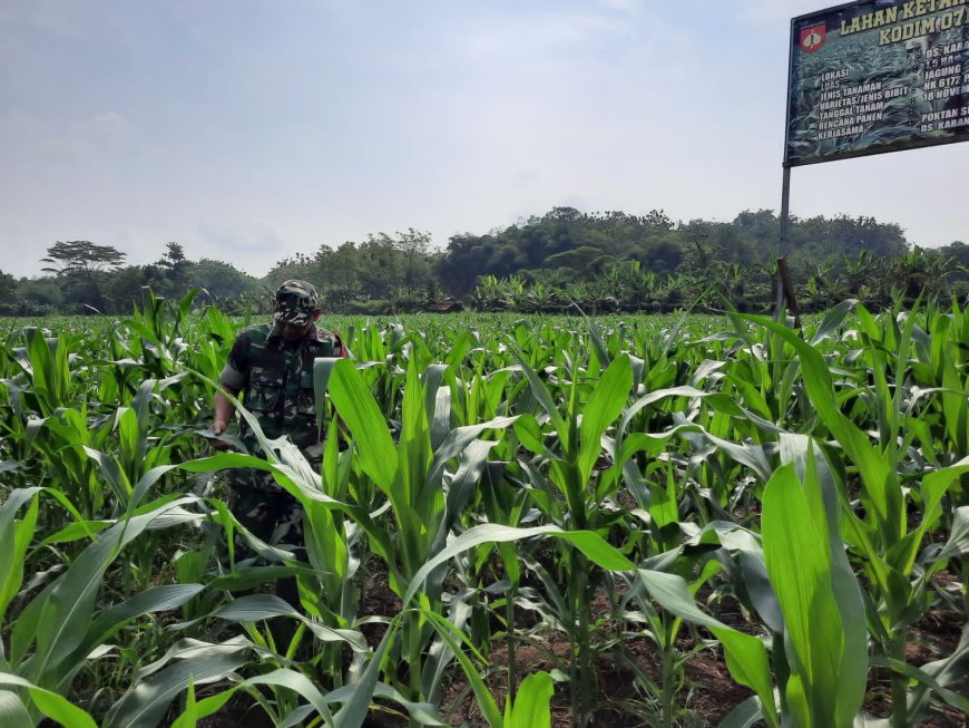 Anggota Kodim Tegal Pantau Tanaman Jagung Berumur 44 Hari