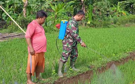 Babinsa dan Kelompok Tani Tiga Serangkai Lakukan Penyemprotan Tanaman Padi