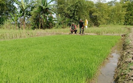 Babinsa Kodim Tegal Pantau Pembibitan Padi