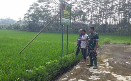 Program Ketahanan Pangan Babinsa Pemantauan Tanaman Padi Di Demplot Kodim 0704 Banjarnegara