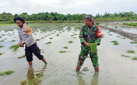 PERAN AKTIF BABINSA IKUT SERTA PENDAMPINGAN TANAM PADI