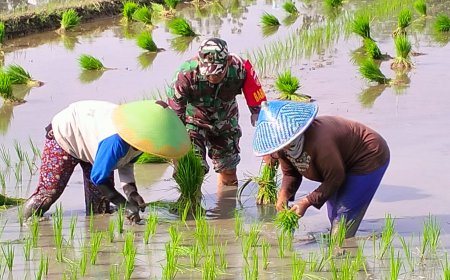 Sukseskan Swasembada Pangan, Babinsa Kodim 0712 Tegal Dampingi Petani Tanam Padi