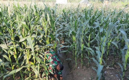 Anggota Kodim 0712 Tegal Rutin Lakukan Pemeliharaan dan Pemantauan Lahan Ketahanan Pangan