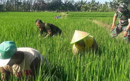 Pengendalian Gulma anggota kelompok tani Tiga Serangkai di lahan Demplot Kodim 0704 Banjarnegara