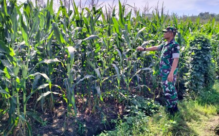 Bati Komsos Kodim 0712 Tegal Bersama Babinsa Koramil  Kedungbanteng Pantau Pertumbuhan Tanaman Jagung.