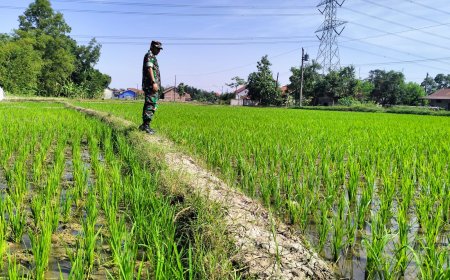 Jenis Bibit Padi Pro Tani, Di Demplot Kodim 0712 Tegal Tumbuh Subur