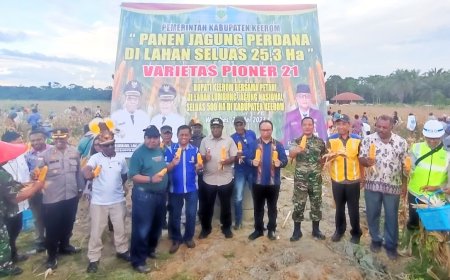 Dukung Ketahanan Pangan Nasional, Kodim Jayapura Bersama Pemkab Keerom Panen Jagung Perdana