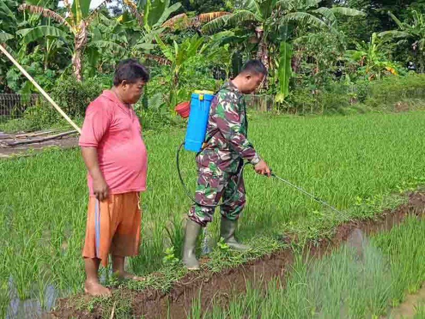 Babinsa dan Kelompok Tani Tiga Serangkai Lakukan Penyemprotan Tanaman Padi