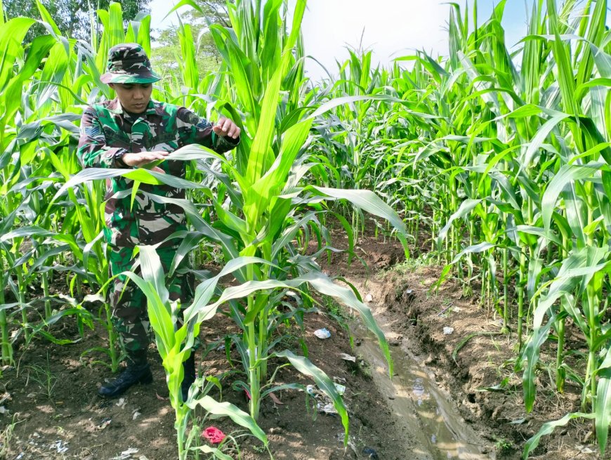 Usia 50 Hari Tanaman Jagung Kodim Tegal Tumbuh Subur