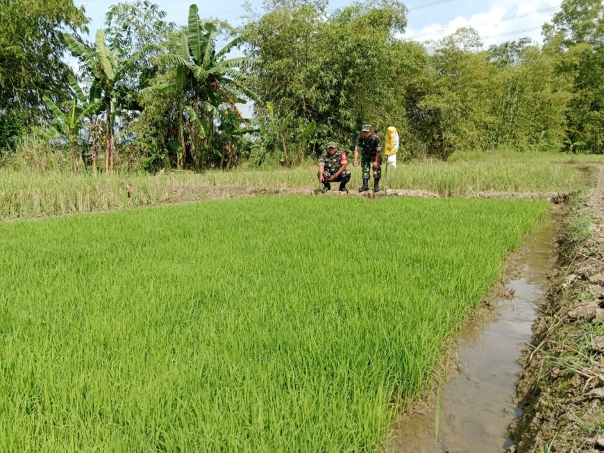 Babinsa Kodim Tegal Pantau Pembibitan Padi