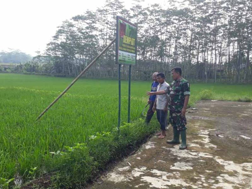Program Ketahanan Pangan Babinsa Pemantauan Tanaman Padi Di Demplot Kodim 0704 Banjarnegara
