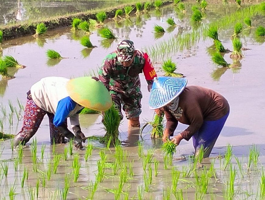 Sukseskan Swasembada Pangan, Babinsa Kodim 0712 Tegal Dampingi Petani Tanam Padi